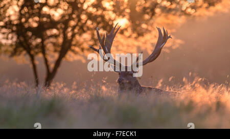 Rothirsch (Cervus Elaphus), Royal Stag ruht bei Sonnenuntergang, Seeland, Dänemark Stockfoto