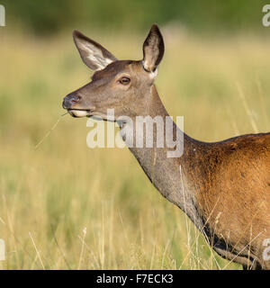 Rothirsch (Cervus Elaphus), Doe, Erwachsener, Porträt, Seeland, Dänemark Stockfoto