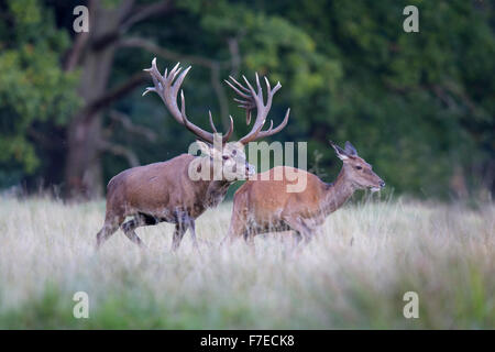 Rothirsch (Cervus Elaphus), Royal Hirsch Jagd nach alten Doe, Seeland, Dänemark Stockfoto