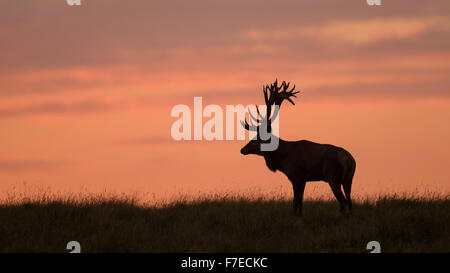 Rothirsch (Cervus Elaphus), Royal Hirsch im letzten Licht, Kontur, Roter Himmel, Sonnenuntergang, Seeland, Dänemark Stockfoto