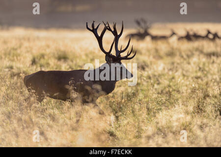 Rothirsch (Cervus Elaphus), zwei königliche Hirsche mit tut, taufrischen Wiese, Hintergrundbeleuchtung, Seeland, Dänemark Stockfoto