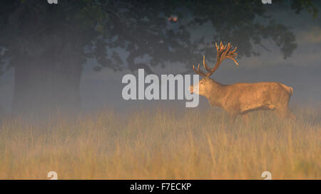 Rothirsch (Cervus Elaphus), Royal Stag auf Spurrinnen, Wiese, Morgenlicht, Nebel, Damhirsch (Dama Dama), Seeland, Dänemark Stockfoto