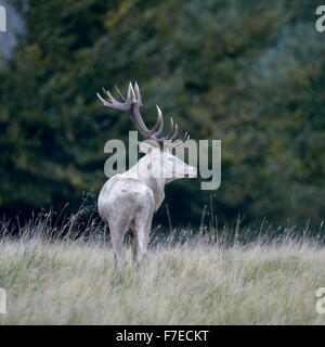 Rothirsch (Cervus Elaphus), weiße Morph auf Waldwiese, Seeland, Dänemark Stockfoto