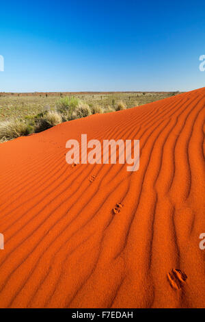 Känguru-Tracks und Wellen in einer roten Sanddüne an einem klaren Tag. Fotografiert im Northern Territory in Australien. Stockfoto