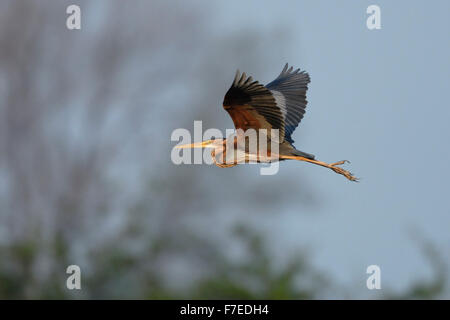 Purple Heron / Purpurreiher (Ardea Purpurea) fliegt vor einem schönen strukturierten natürlichen Hintergrund. Stockfoto