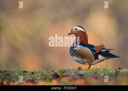 Seitenansicht des ständigen männliche Mandarinente / Mandarinente (Aix Galericulata) in bunten herbstlichen Umgebung. Stockfoto