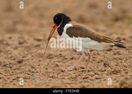 Austernfischer / Austernfischer (Haematopus Ostralegus) auf Futtersuche auf Feld, ziehen Sie ein Regenwurm Schnabel als Werkzeug verwendet. Stockfoto