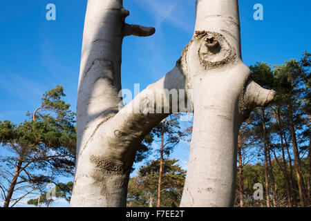 Zwei verwachsenen buchen (Fagus Sylvatica), Darß Wald an Ostsee, Born Auf Dem Darß, Fischland-Darß-Zingst, Western Stockfoto