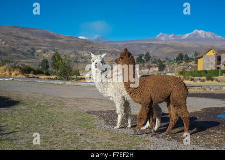 Peruanische Alpakas Stockfoto