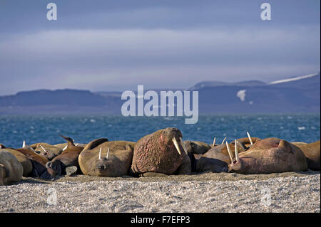 Walross (Odobenus Rosmarus), Herde liegen am Ufer der Kiesel, arktischen Ozean hinter Bergen mit Schneeflecken, Spitzbergen, Arktis Stockfoto