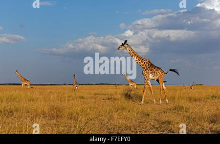 Giraffen (Giraffa Plancius), Herde in Abend Narok County Licht, Masai Mara, Kenia Stockfoto