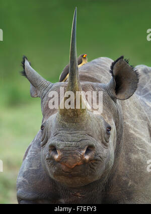 Schwarze Nashorn oder Haken-lippige Rhinoceros (Diceros Bicornis), Porträt, Masai Mara, Narok County, Kenia Stockfoto