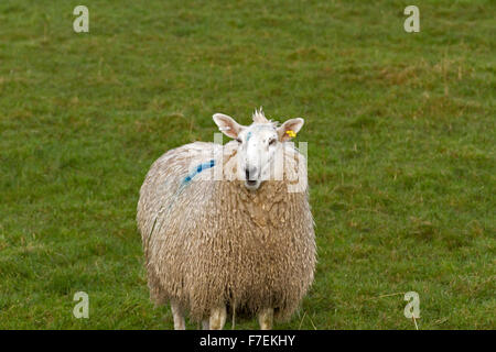 Walisischen Schafe Stockfoto