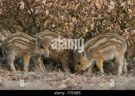 Kriechen Shoats Wildschwein / wilde Schwein / pig Feral / Wildschwein (Sus Scrofa) auf der Suche nach Nahrung unter einem Busch Buche. Stockfoto