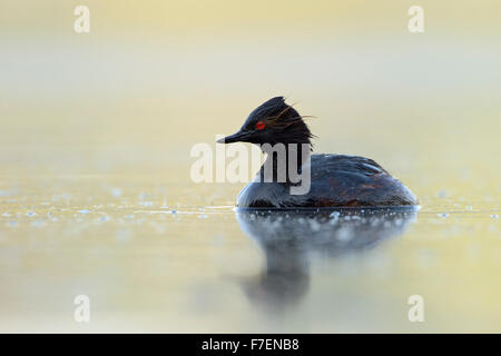 Schwarzhalstaucher / Eared Haubentaucher (Podiceps Nigricollis), nass vom Tauchen, schwimmt auf schöne farbige Wasser, schaut sich um. Stockfoto