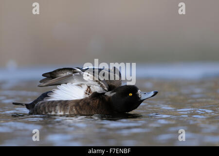 Reiherenten / Reiherente (Aythya Fuligula) erstreckt sich seine Flügel und Körper an einem kalten Wintertag. Stockfoto