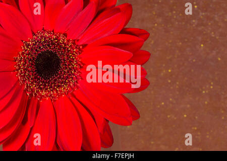 Einzelne rote Chrysantheme Blume mit Blütenblättern und Staubfäden bedeckt Pollen gegen ein dunkles orange und golden gesprenkelte Zeitmessung Stockfoto