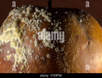 Kolonien von Penicillium Expansum wachsen auf der Haut eines alten faulen Apfels oft genannt Fruchtfäule. Stockfoto