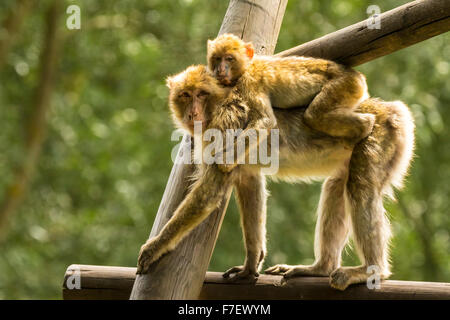 Nahaufnahme einer Berberaffe, ein Baby zu tragen. Hintergrundbeleuchtung mit schönen natürlichen Sonnenlicht. Stockfoto