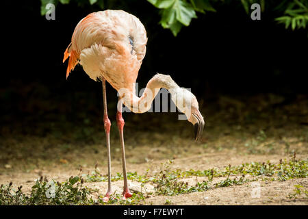 Chilenische Flamingo (Phoenicopterus Chilensis) auf Nahrungssuche am Ufer. Stockfoto