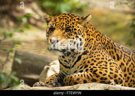 Der persische Leopard (Panthera Pardus ciscaucasia Sy Panthera Pardus Saxicolor), auch genannt die Kaukasische Leopard oder Mittel- Stockfoto