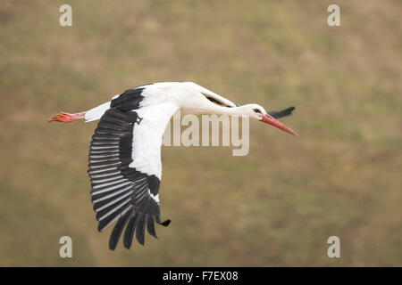 Weißstorch (Ciconia Ciconia) im Flug über eine Wiese. Stockfoto