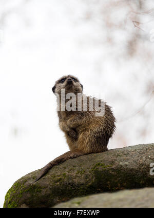 Einsame Erdmännchen hocken auf einem Felsen in Skansen Zoo Djurgarden Stockholm Schweden Stockfoto