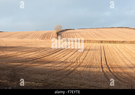 Blick auf goldbraun Grate Stoppeln in Bereichen nach dem Schneiden von Pflanzen Stockfoto