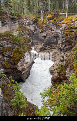 Athabasca Falls, einem Wasserfall im Jasper National Park auf der oberen Athabasca River Alberta, Kanada Stockfoto