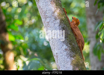 Farbe Orange Variation von der Sunda fliegen Lemur (Galeopterus Variegatus) auch bekannt als Riesengleiter, Schlafplatz auf einem Baumstamm in der Stockfoto