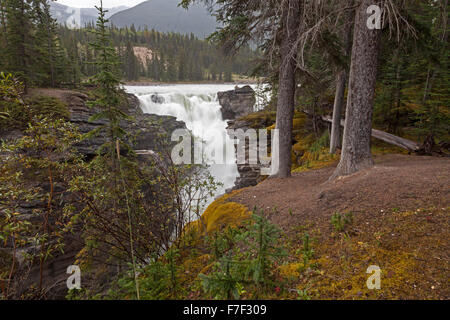 Athabasca Falls, einem Wasserfall im Jasper National Park auf der oberen Athabasca River Alberta, Kanada Stockfoto