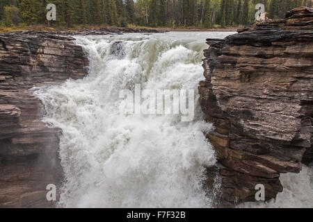 Athabasca Falls, einem Wasserfall im Jasper National Park auf der oberen Athabasca River Alberta, Kanada Stockfoto