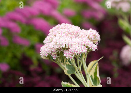 Hylotelephium 'Frosty Morn'. Sedum erythrostictum 'Frosty Morn' im Garten. Stockfoto