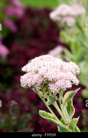 Hylotelephium 'Frosty Morn'. Sedum erythrostictum 'Frosty Morn' im Garten. Stockfoto