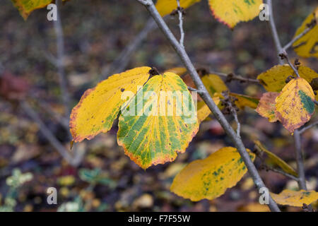 Hamamelis x intermedia "Vesna" Blätter im Herbst. Stockfoto