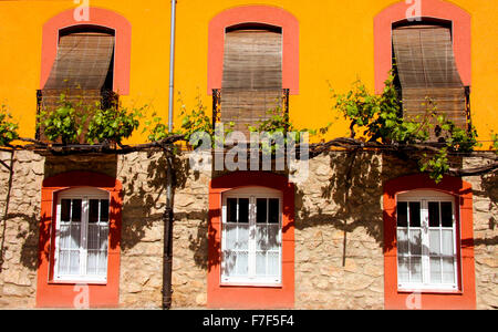 Ausgebildete Rebe auf Straßenfassade über drei Fenstern. Volkstümliche Architektur von Baños de Montemayor, Spanien Stockfoto