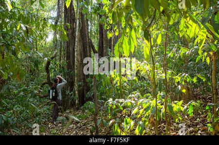 Frau betrachten eine große Würgefeige im tropischen Regenwald im Danum Valley, Sabah, Malaysia Stockfoto