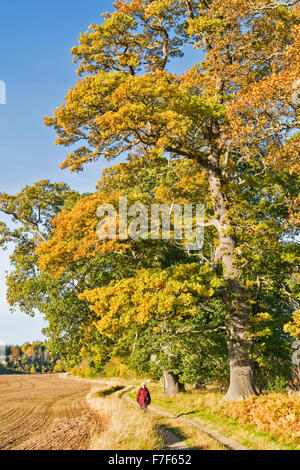 ALLEE DER MASSIVEN EICHE BÄUME IM HERBST ACKER UND A WALKER AUF DEM FUßWEG Stockfoto