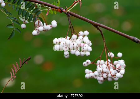 Sorbus Pseudovilmorinii Beeren im Herbst. Stockfoto