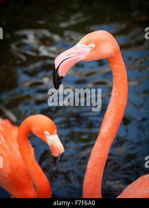 Eine amerikanische Flamingo (Karibik Flamingo) in Gefangenschaft bei den Victoria Butterfly Gardens in der Nähe von Victoria, Kanada. Stockfoto