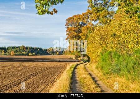GEPFLÜGT FELD IM HERBST MIT FUßWEG UND DER AVENUE OF EICHEN Stockfoto