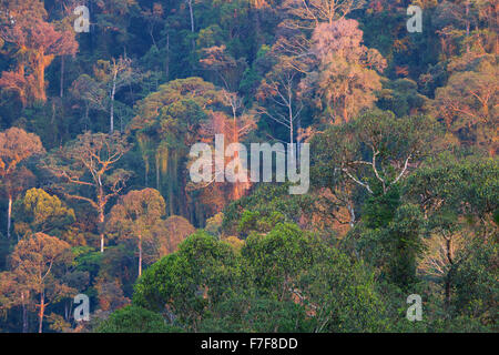 Frühen Morgenlicht im tropischen Regenwald, Danum Valley, Sabah, Malaysia Stockfoto