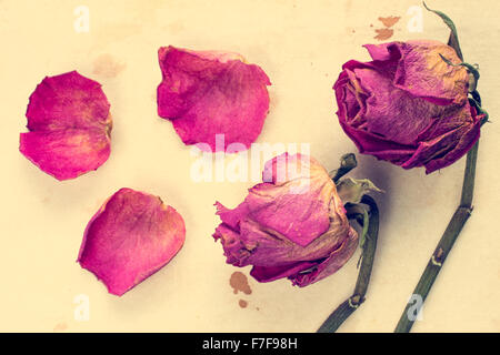 Verwelkte Rosen mit abgefallene Blütenblätter auf altes Papierhintergrund Stockfoto