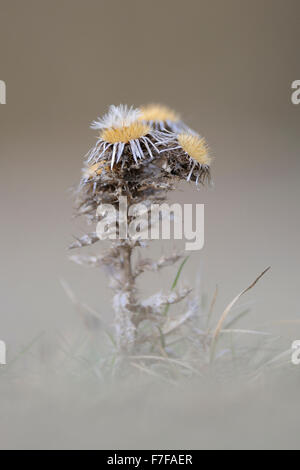 Mariendistel / Golddistel ( Carlina vulgaris ) vor wunderbarem weichem Hintergrund, verwelkt, wilde Tiere, Europa. Stockfoto