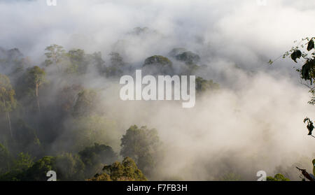 Frühen Morgennebel steigt im tropischen Regenwald, Danum Valley, Sabah, Malaysia Stockfoto