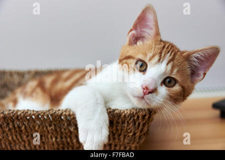 Angus, eine süße Ingwer & weiße Kätzchen im Korb Stockfoto