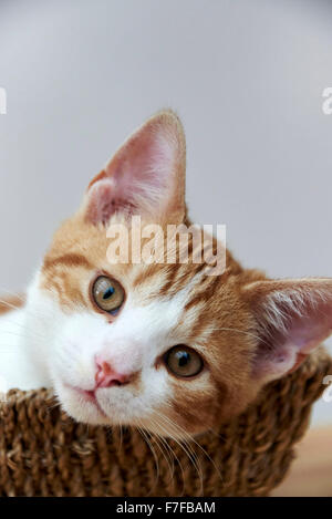 Angus, eine süße Ingwer & weiße Kätzchen im Korb Stockfoto