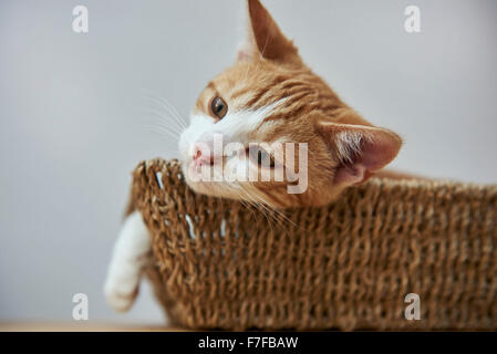 Angus, eine süße Ingwer & weiße Kätzchen im Korb Stockfoto