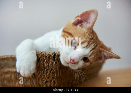 Angus, eine süße Ingwer & weiße Kätzchen im Korb Stockfoto
