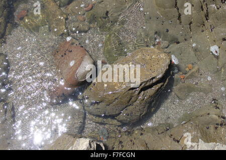 Felsen, Kies und Sand mit einem kleinen Meereskreatur an der Unterseite. Sonne auf dem Wasser schimmern. Stockfoto